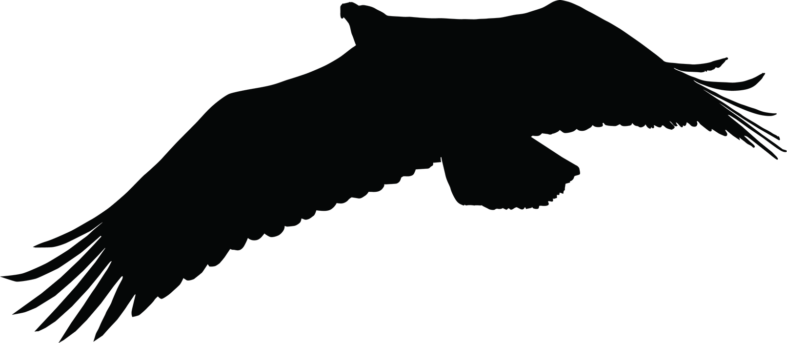 Flying Eagle Illustration